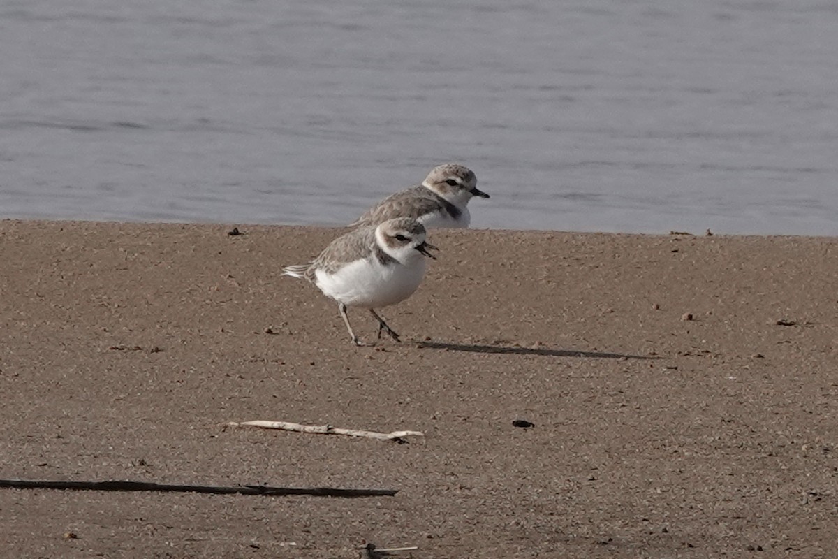 Бледный зуёк - ML646819148