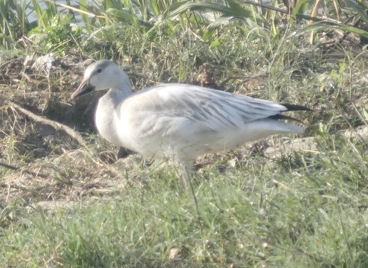 Цасны галуу - ML646819150