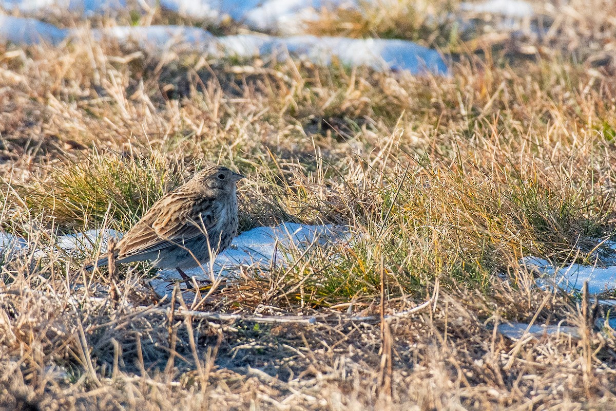 Chestnut-collared Longspur - ML646819151