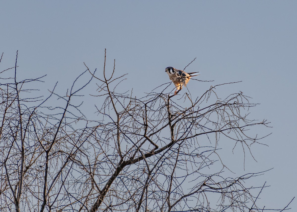 American Kestrel - ML646819152