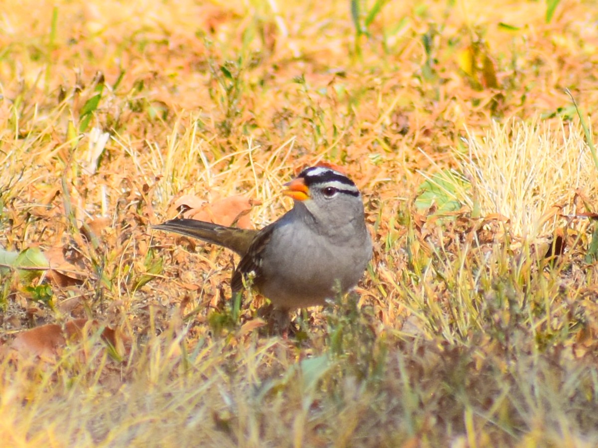 White-crowned Sparrow (Gambel's) - ML646819154