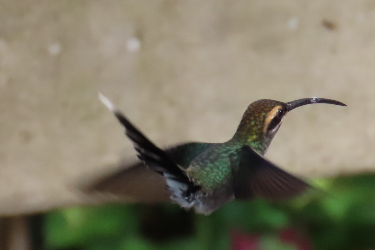 White-whiskered Hermit - ML646819155