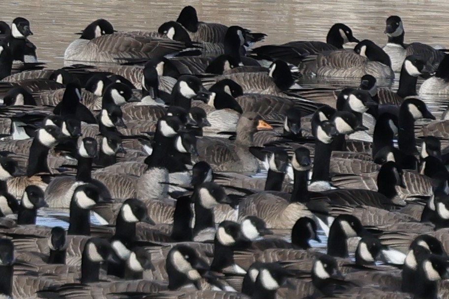 Greater White-fronted Goose - ML646819156