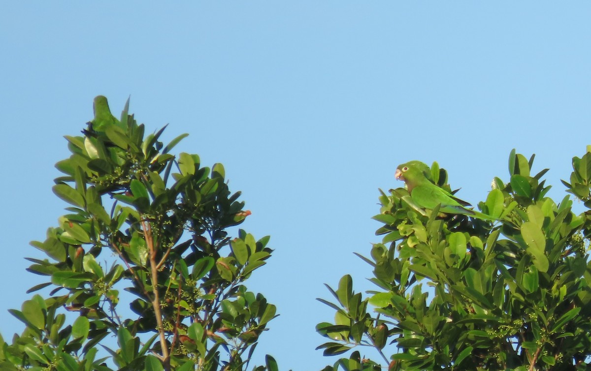 Olive-throated Parakeet - ML646819157