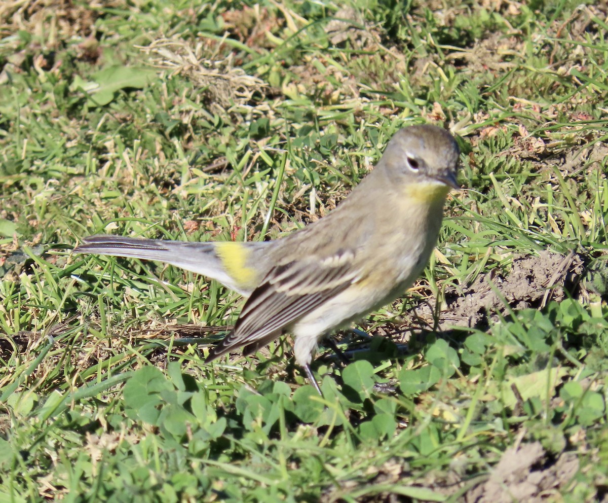 Yellow-rumped Warbler - ML646819160