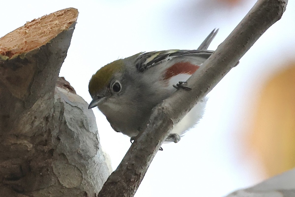 Chestnut-sided Warbler - ML646819161