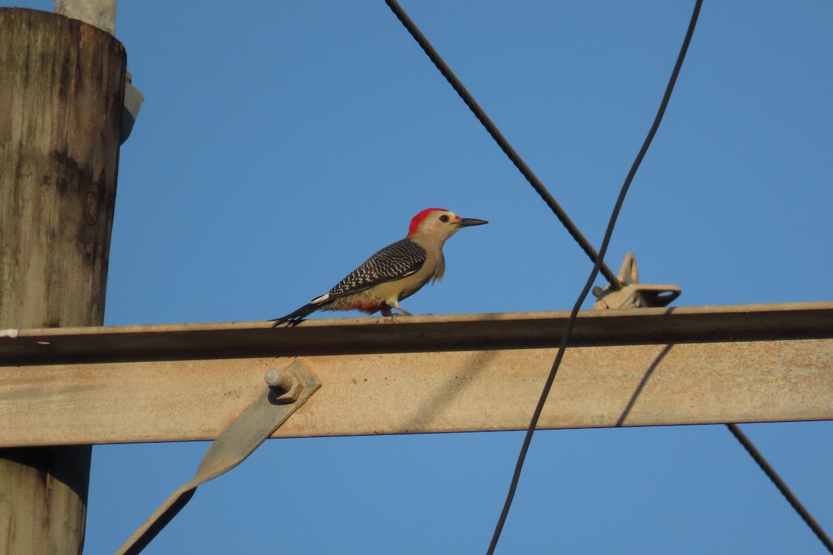 Golden-fronted Woodpecker - ML646819162