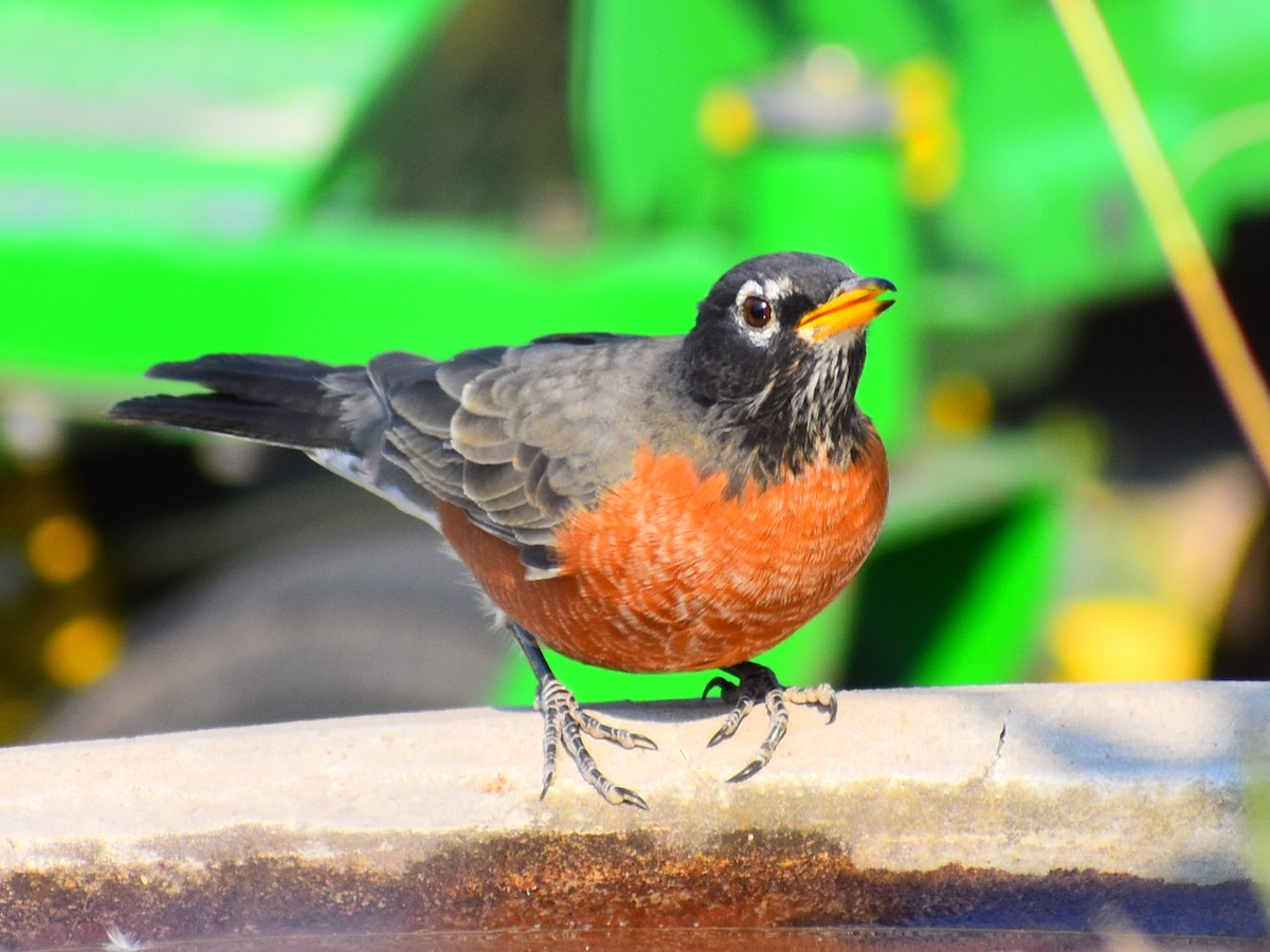 American Robin (migratorius Group) - ML646819165