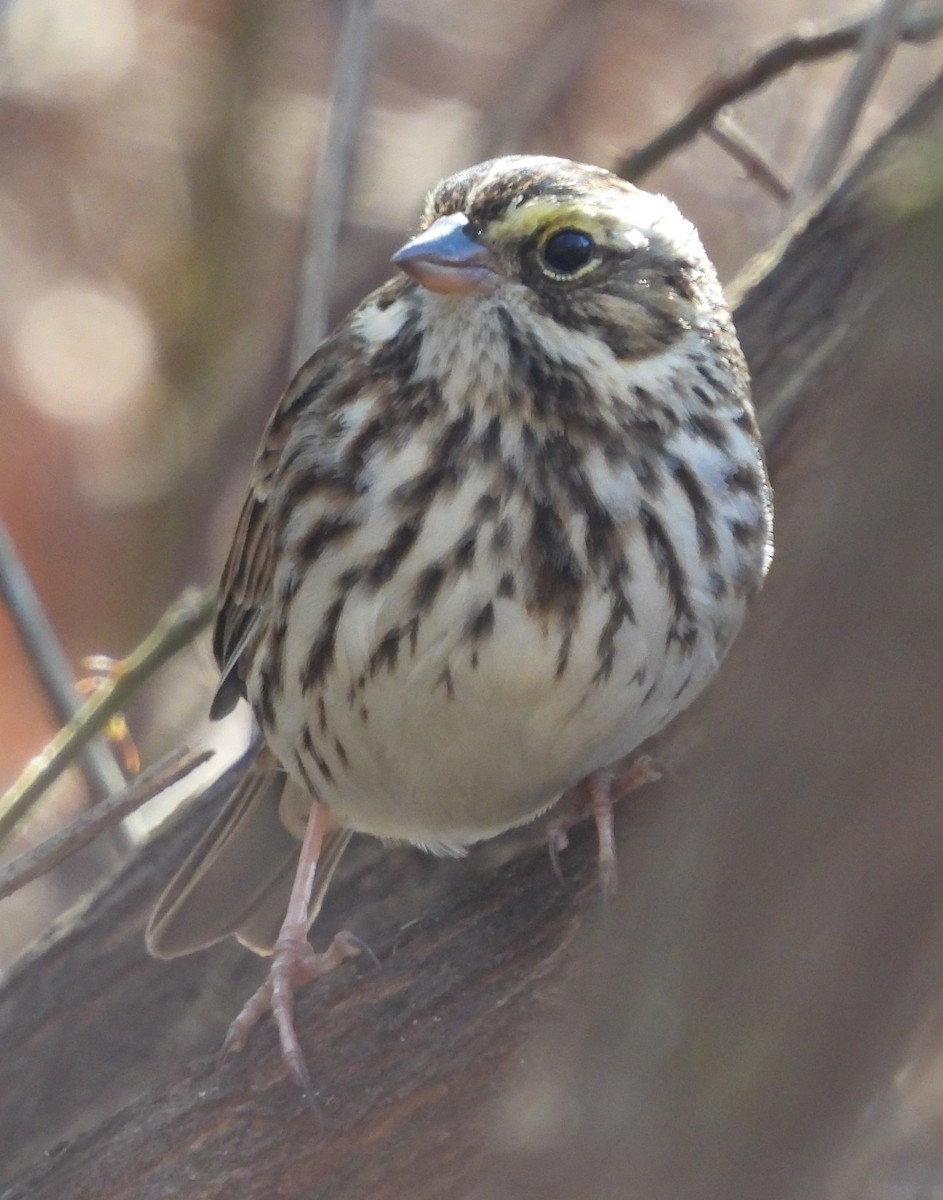 Savannah Sparrow - ML646819166