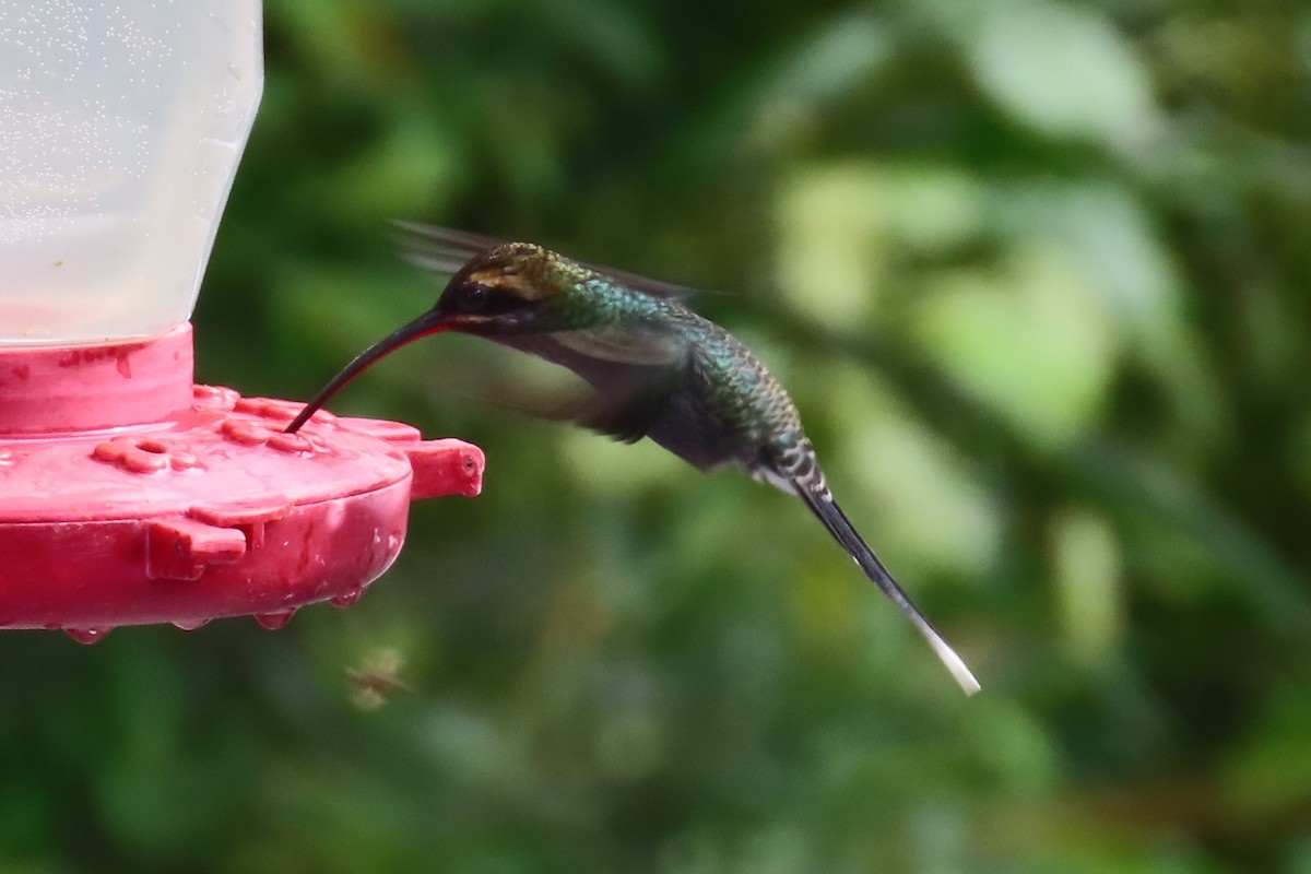White-whiskered Hermit - ML646819167