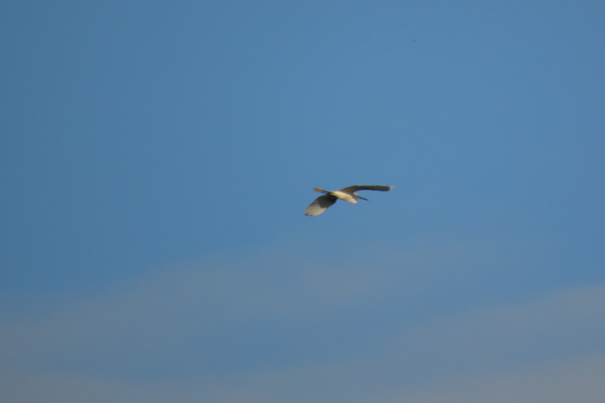 Snowy Egret - ML646819168
