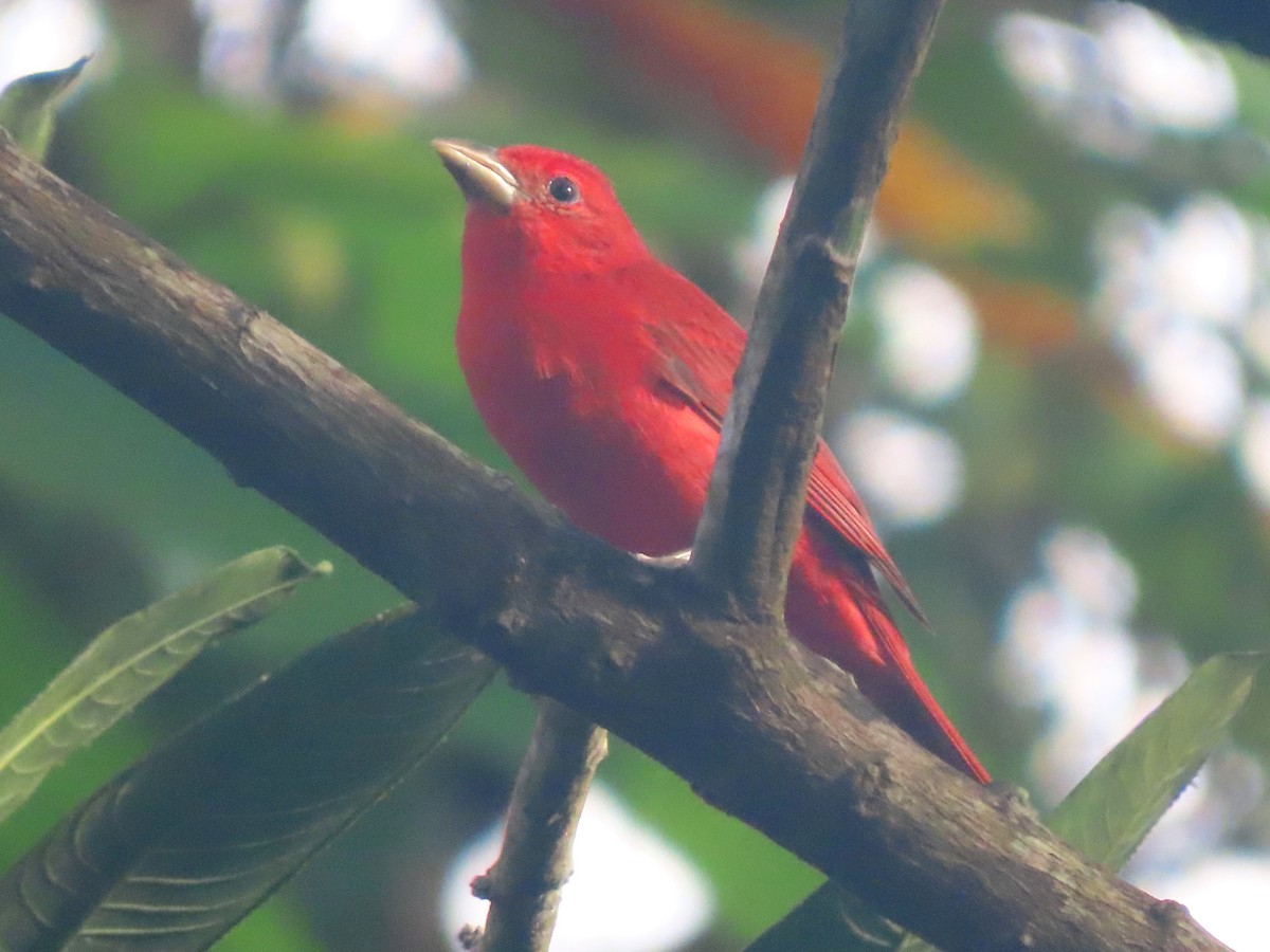 piranga ohnivá - ML646819170