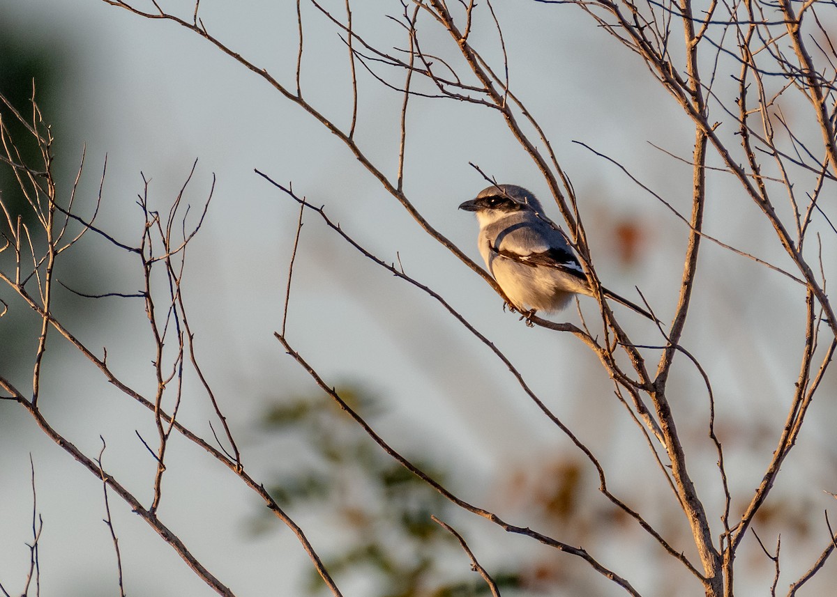 Loggerhead Shrike - ML646819171