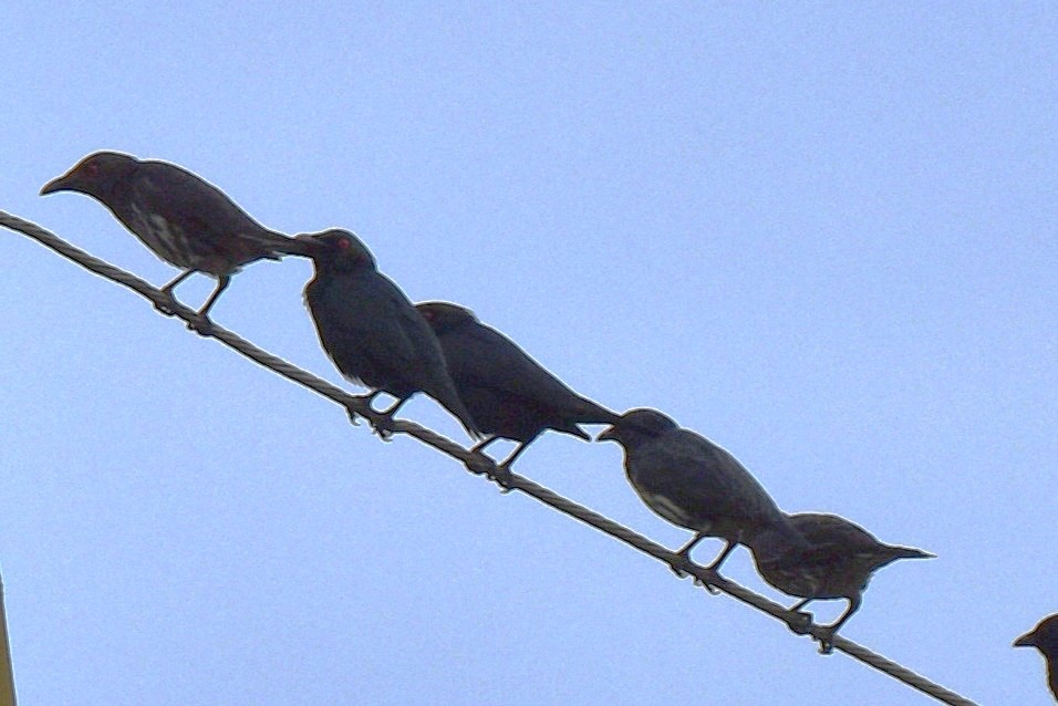 Asian Glossy Starling - ML646819174