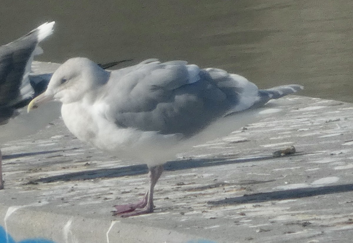 Glaucous-winged Gull - ML646819179