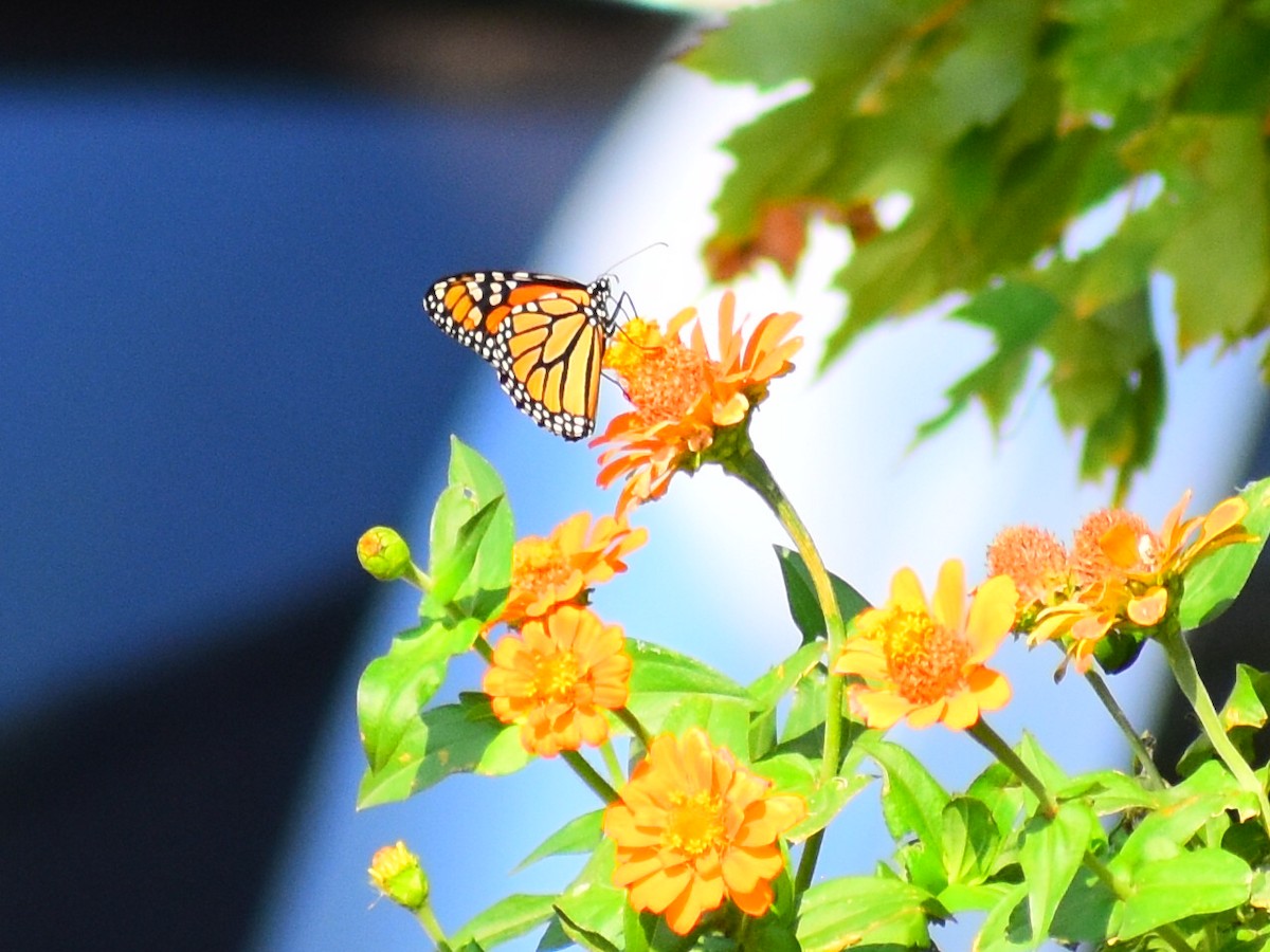 Monarca - ML646819181