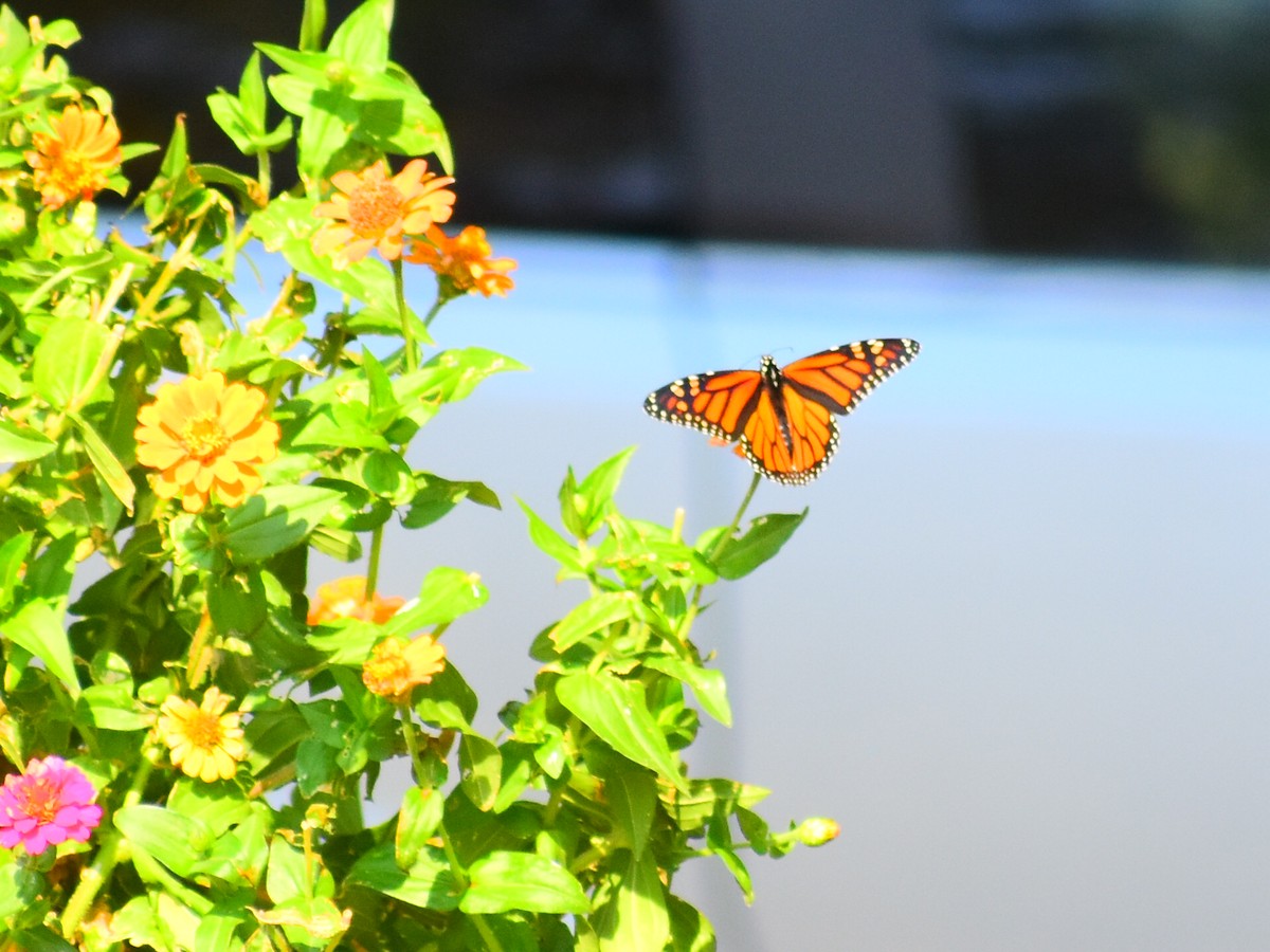 Monarca - ML646819182