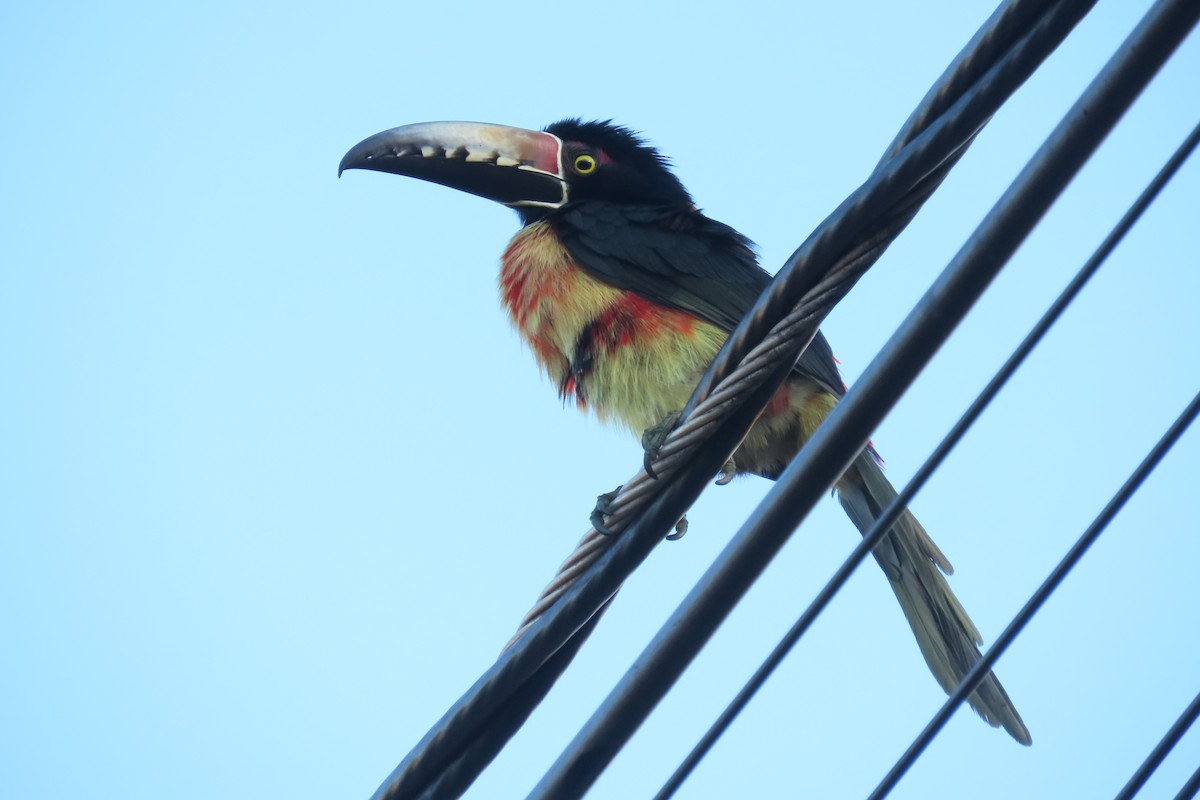 Collared Aracari - ML646819183