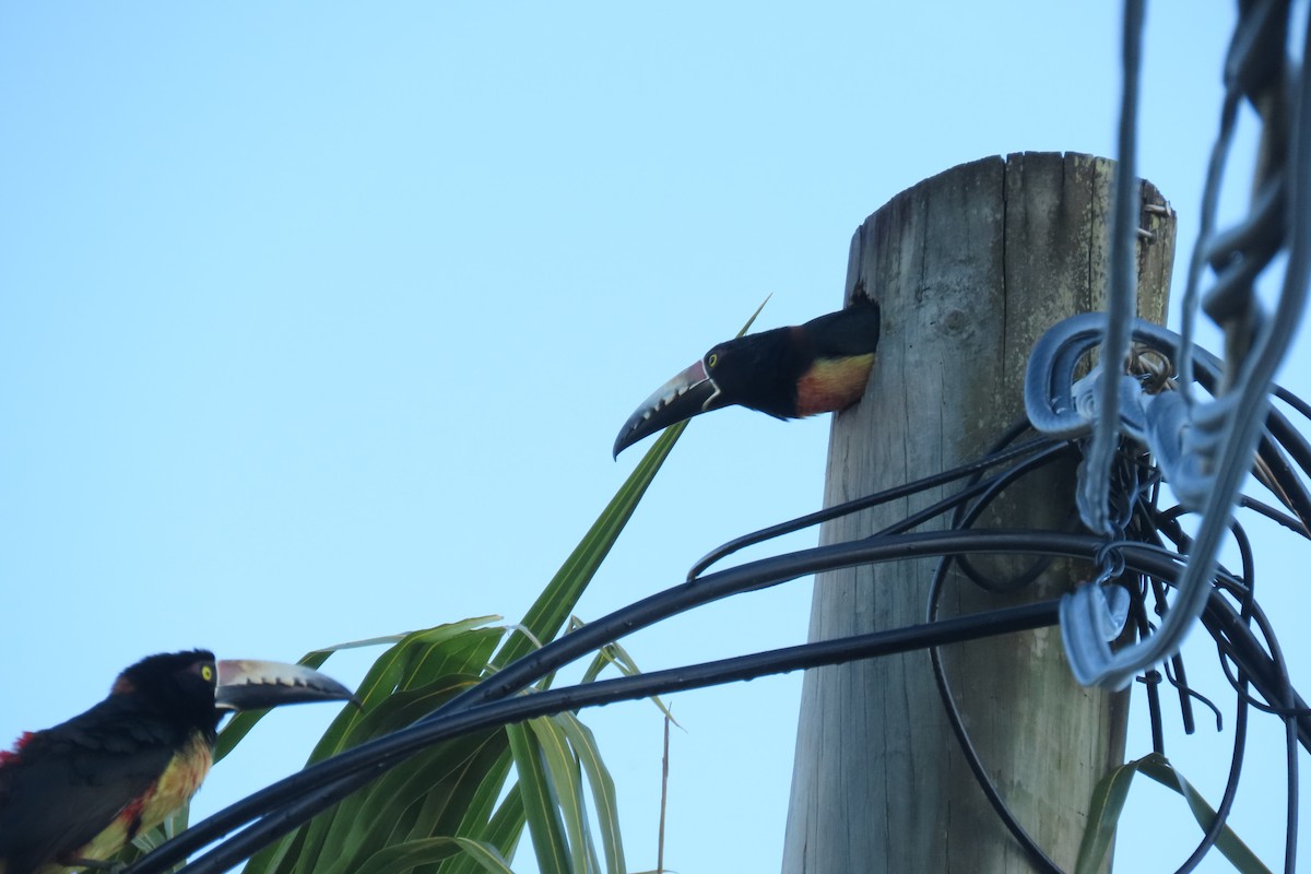 Collared Aracari - ML646819184