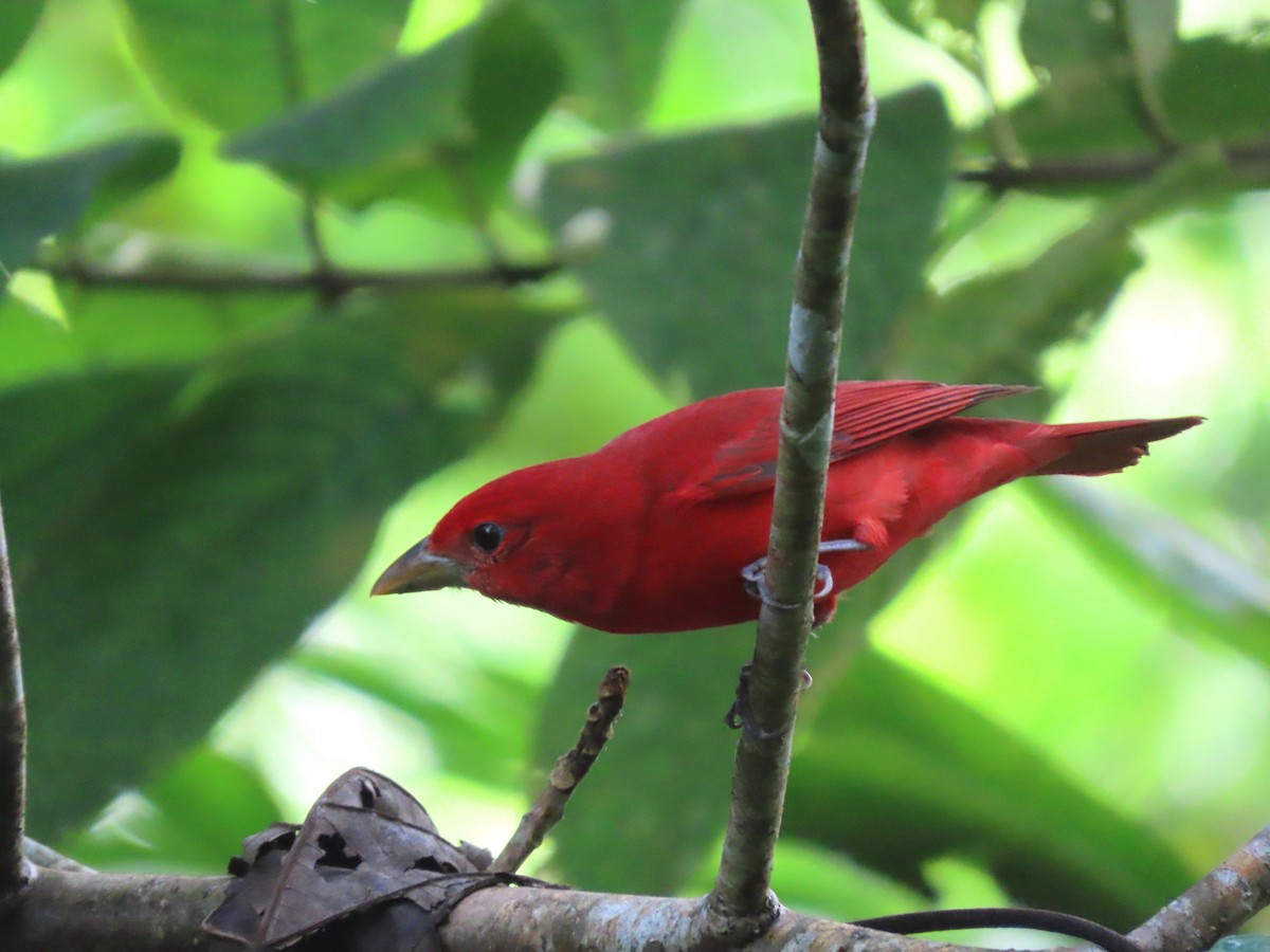 piranga ohnivá - ML646819185