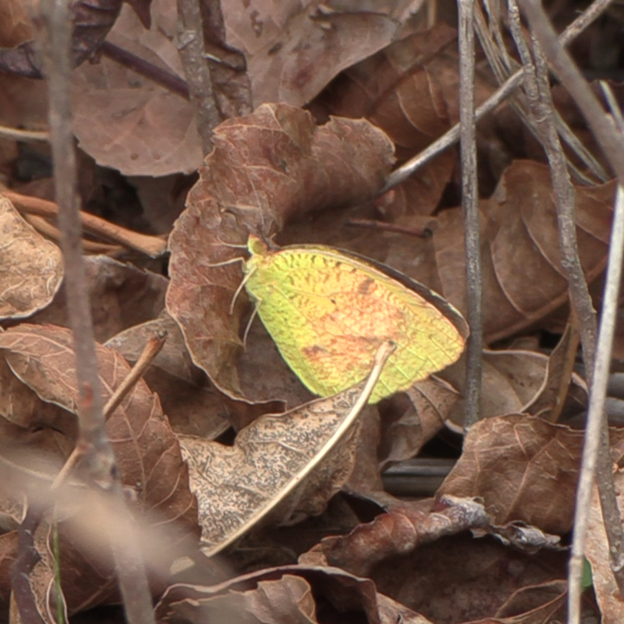 Sleepy Orange - ML646819186