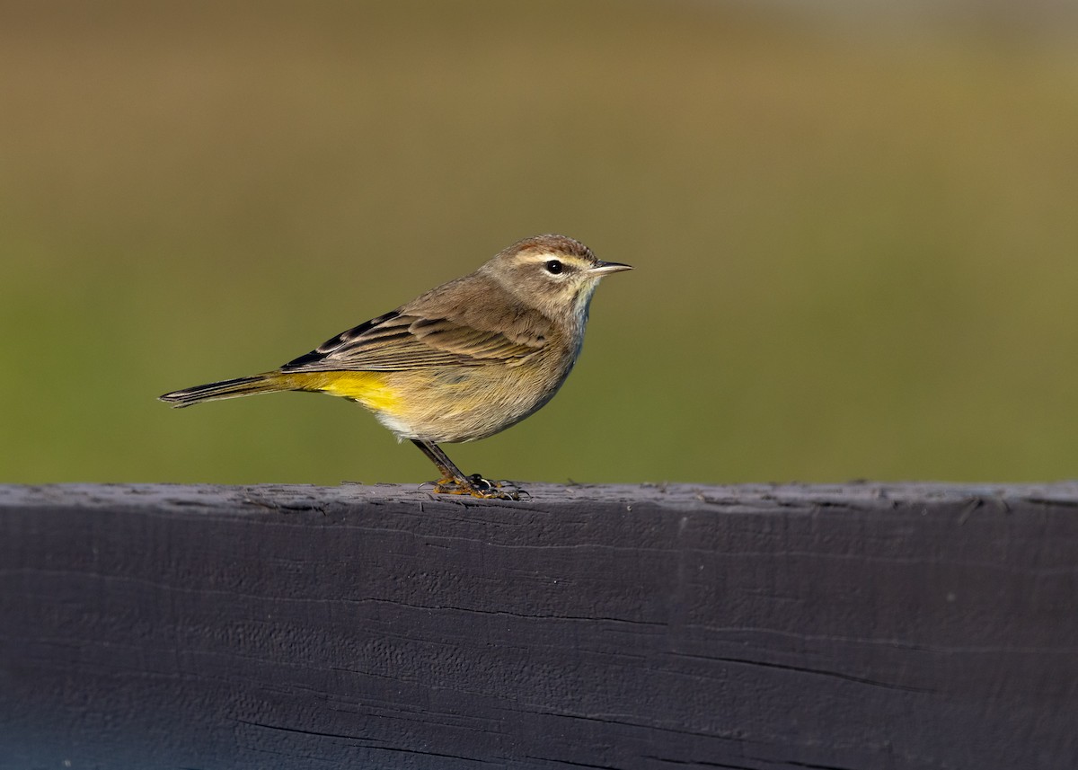 Palm Warbler - ML646819187