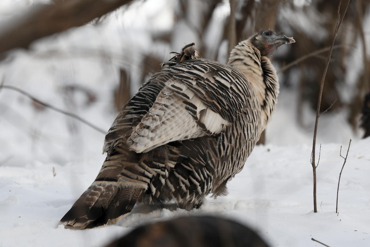 Truthuhn - ML646819188