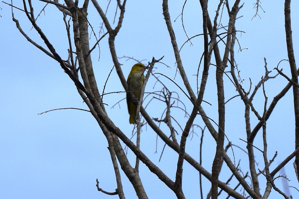 svartnakkepirol - ML646819189