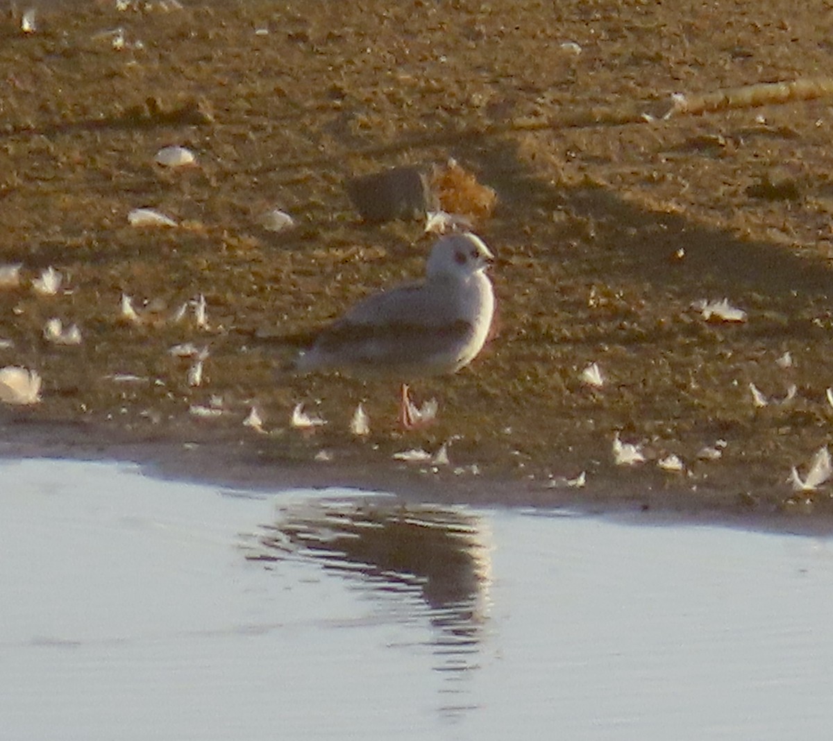 Bonaparte's Gull - ML646819191
