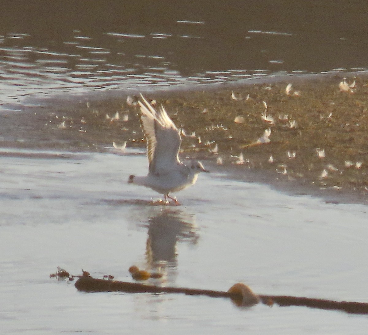 Bonaparte's Gull - ML646819192