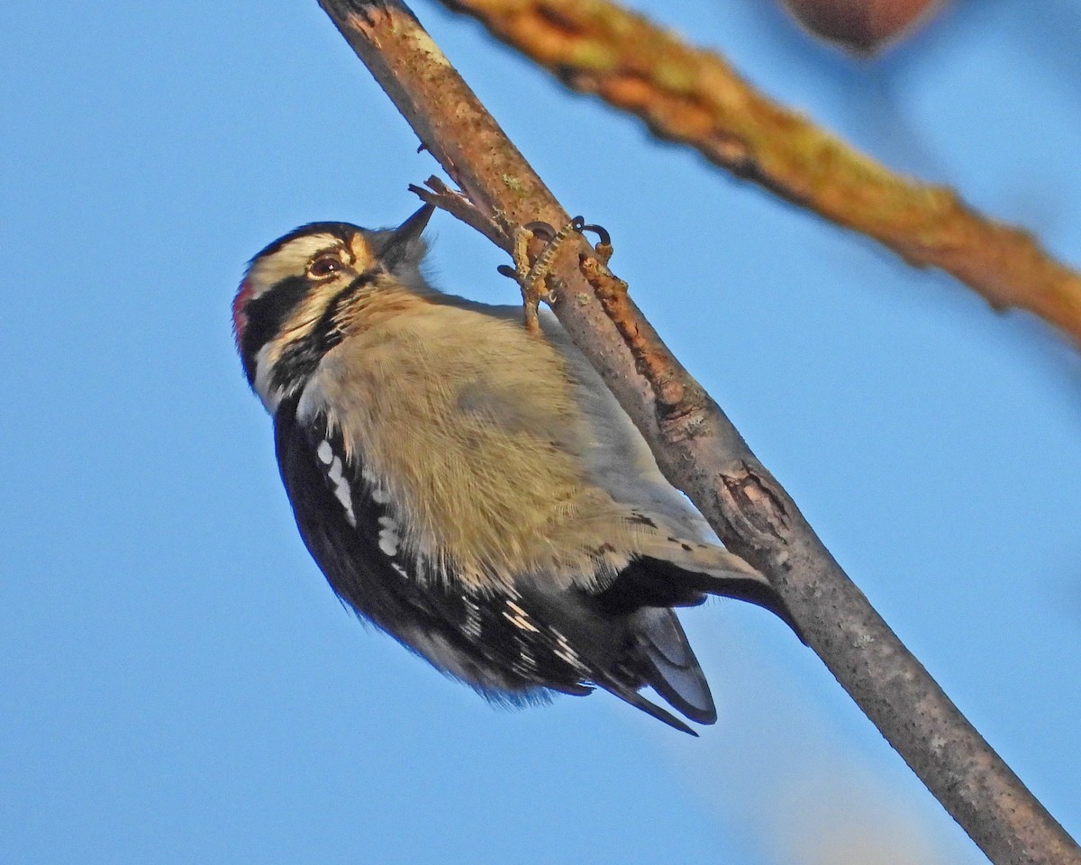 Downy Woodpecker - ML646819193