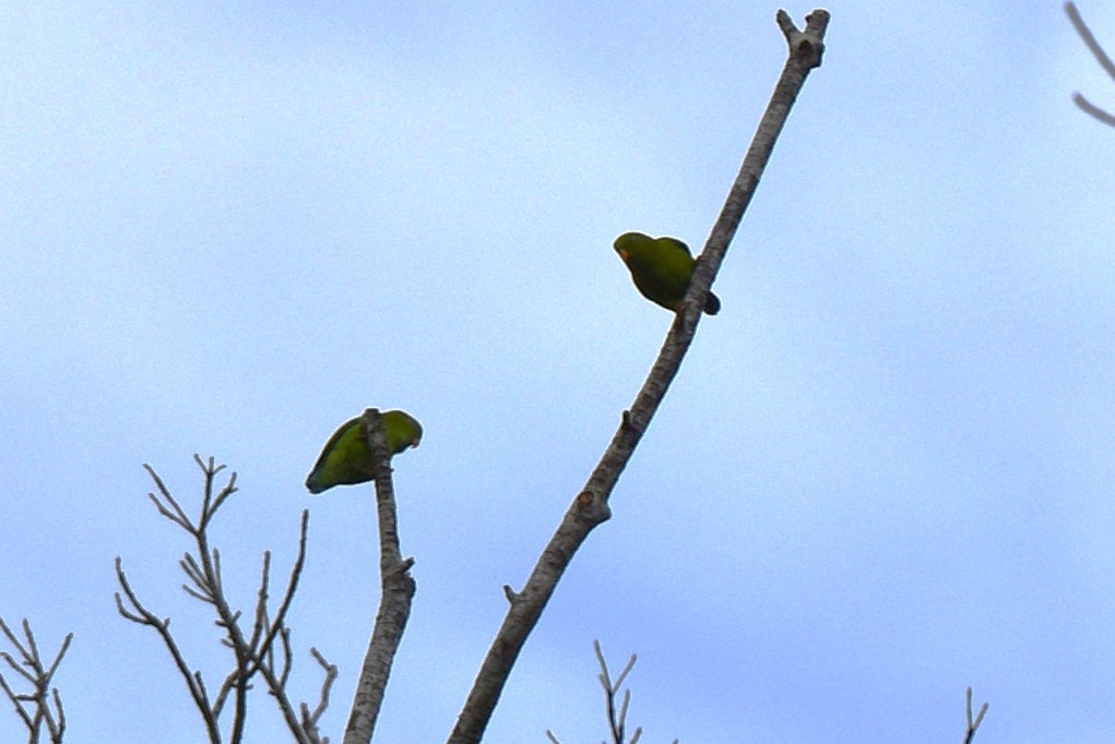 blåstrupehengepapitt - ML646819195