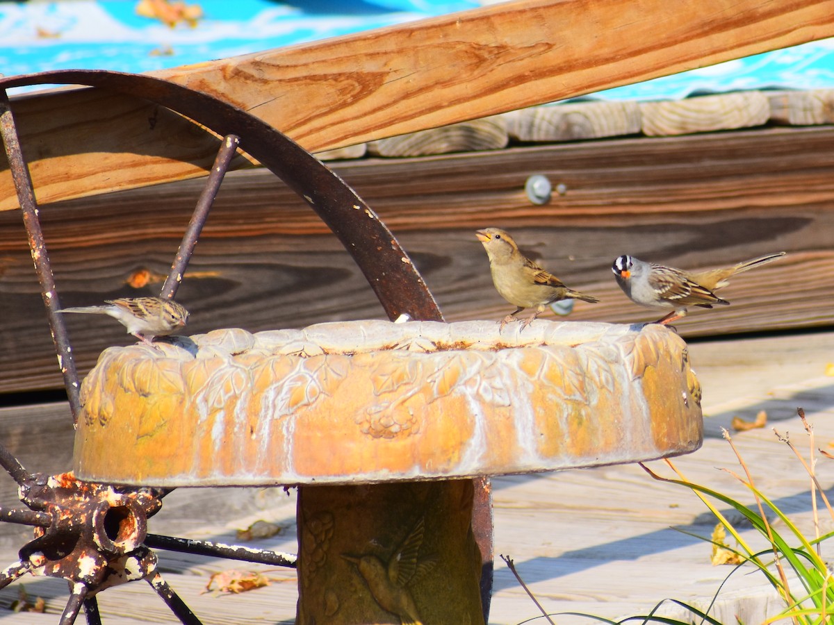 House Sparrow (Gray-cheeked) - ML646819196
