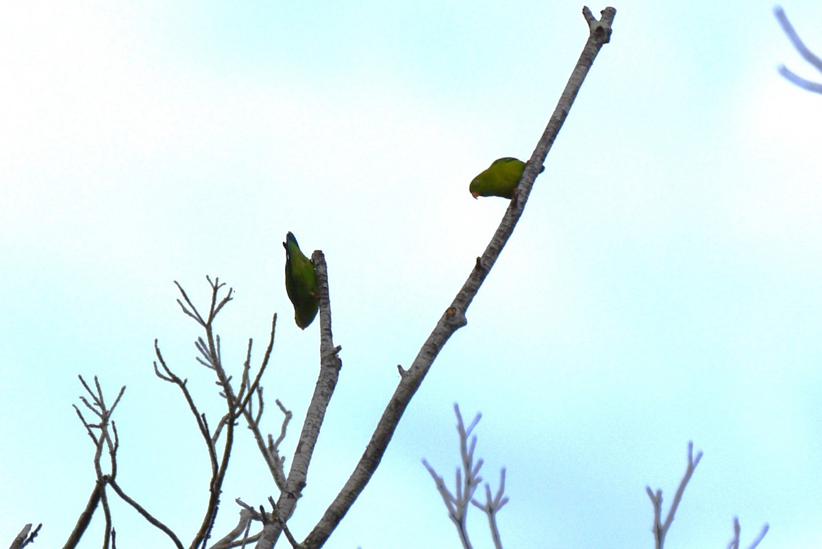 blåstrupehengepapitt - ML646819197