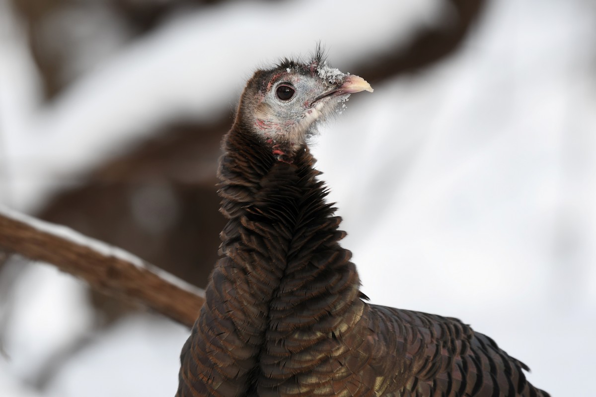 Truthuhn - ML646819198