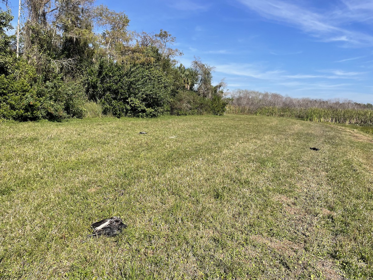 Zopilote beltza - ML646819199