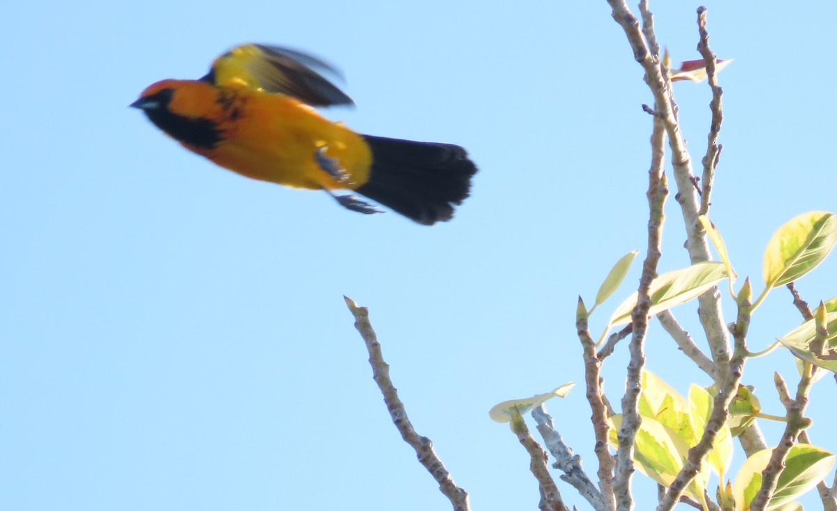Spot-breasted Oriole - ML646819200