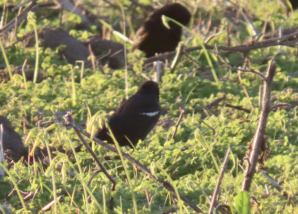 Tricolored Blackbird - ML646819201