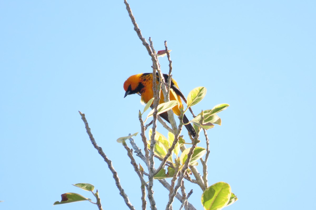 Spot-breasted Oriole - ML646819202