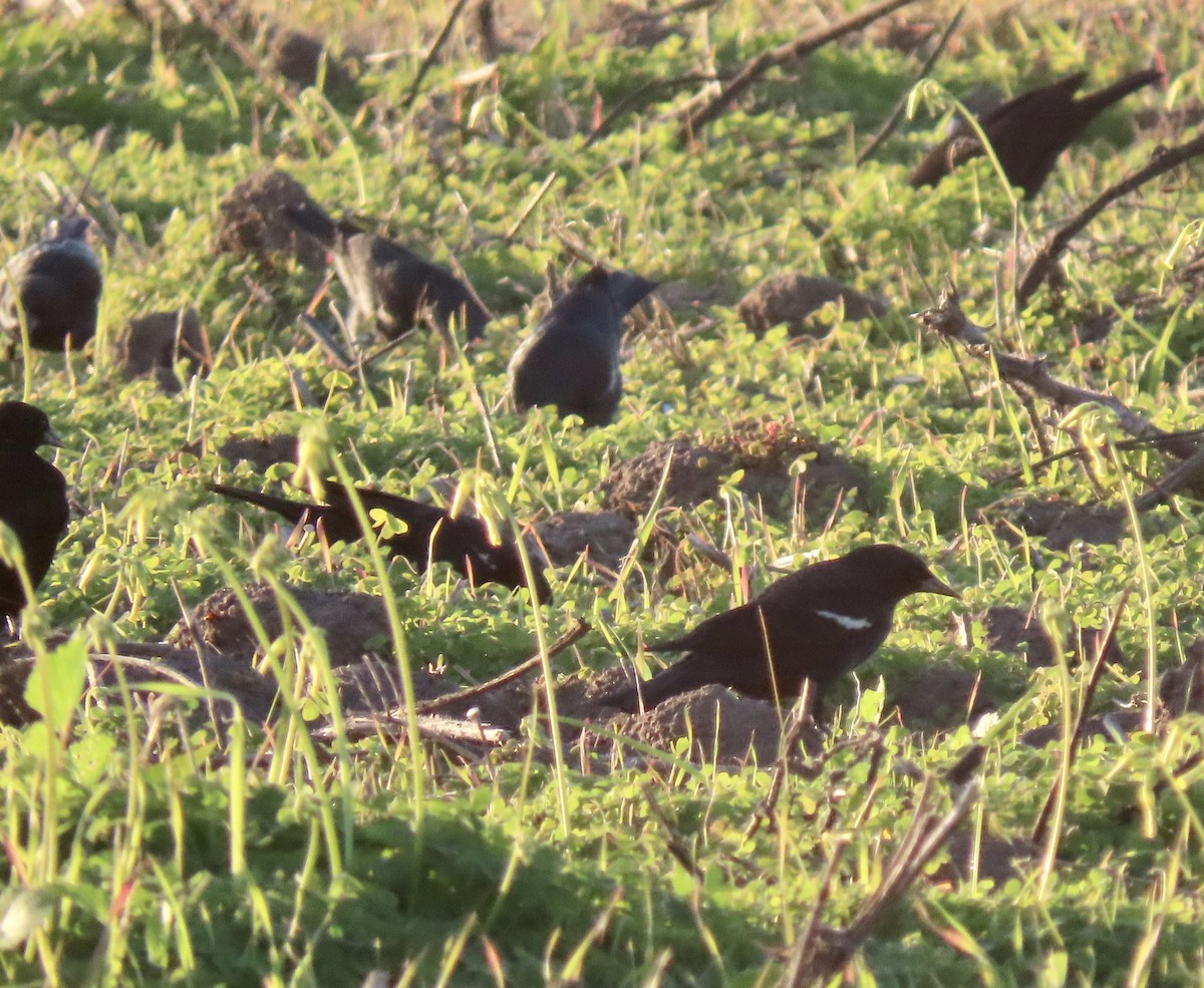 Tricolored Blackbird - ML646819204