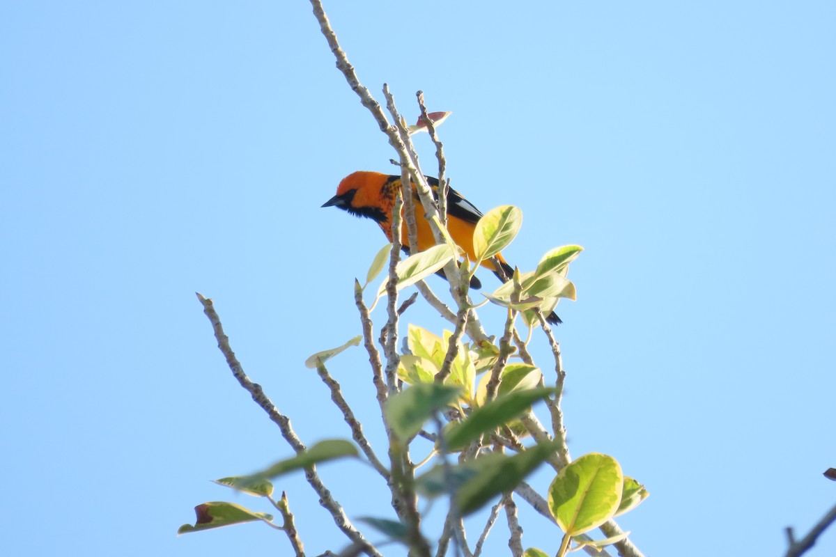 Spot-breasted Oriole - ML646819205