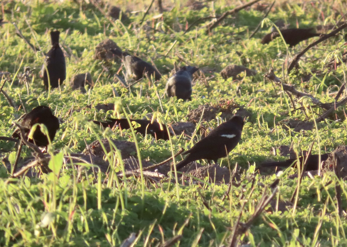 Tricolored Blackbird - ML646819206