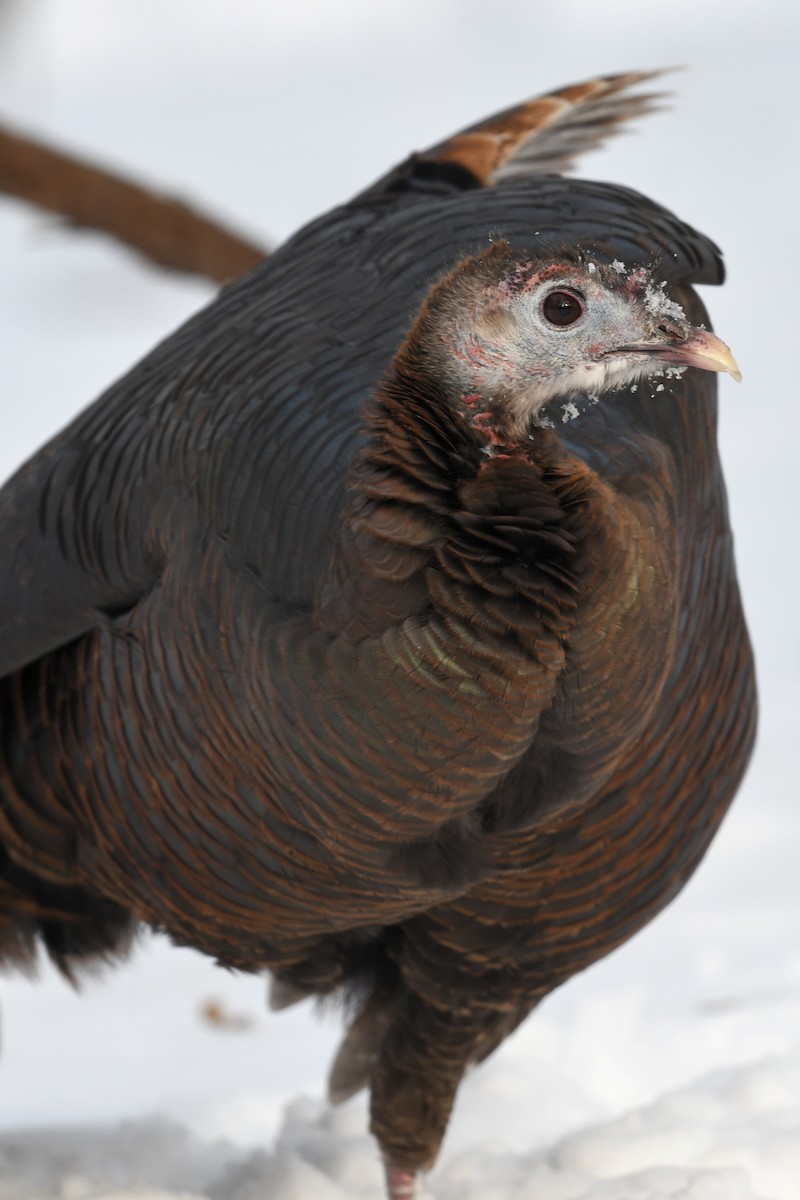 Truthuhn - ML646819209