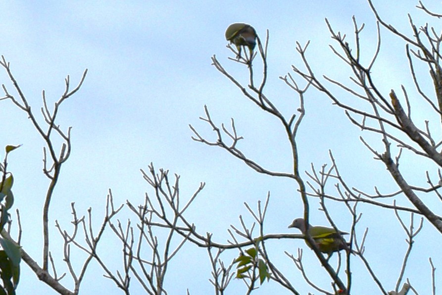 palettgrønndue - ML646819210