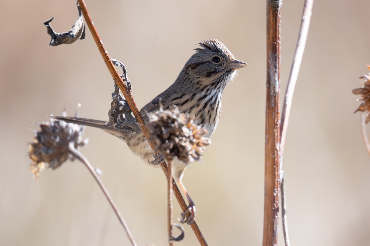 Lincoln's Sparrow - ML646819214