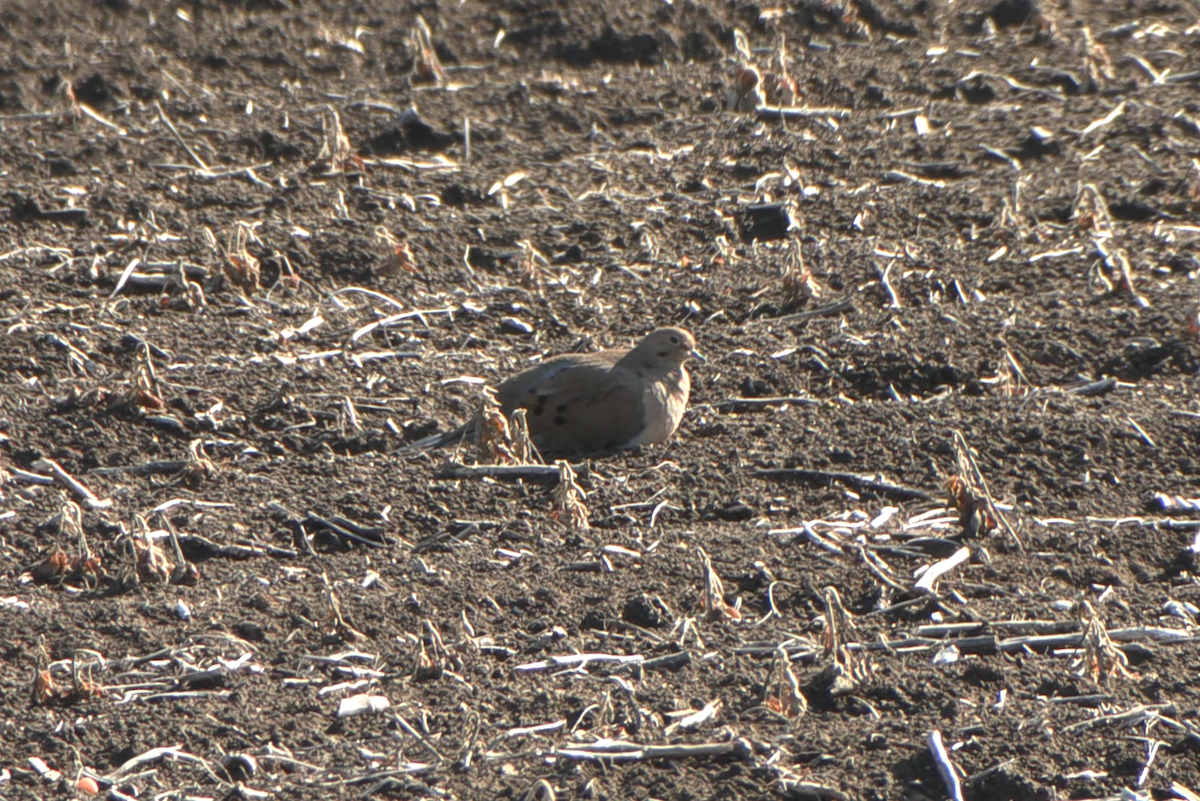 Mourning Dove - ML646819215