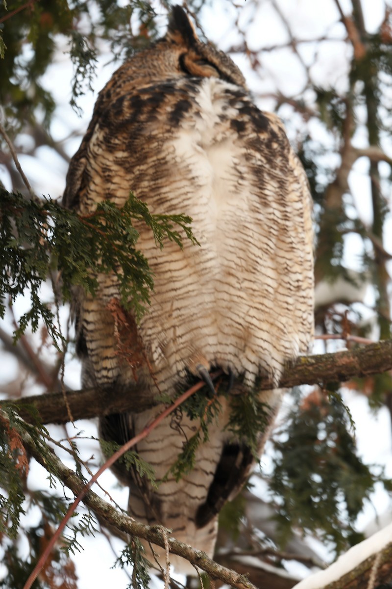 Virginiauhu - ML646819216