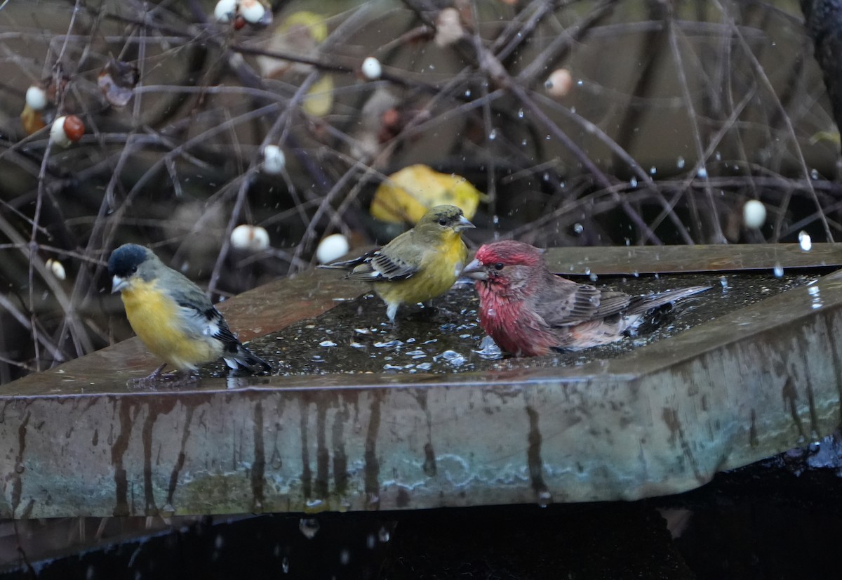 House Finch - ML646819218