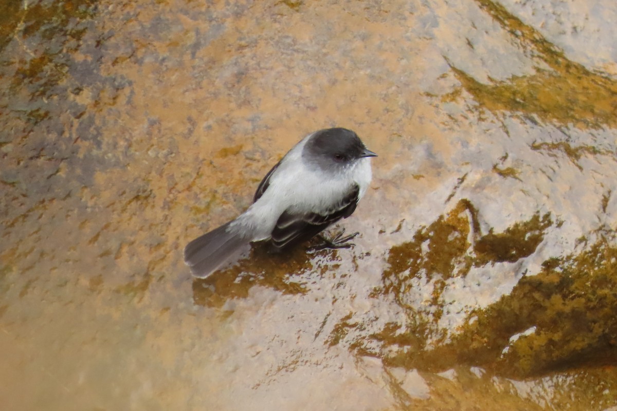 Torrent Tyrannulet - ML646819219