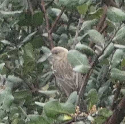 House Finch - ML646819220